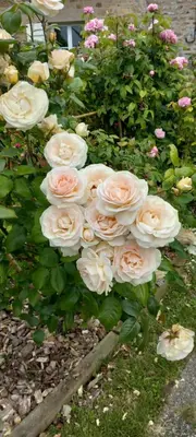 Jardin de l'établissement La châtre