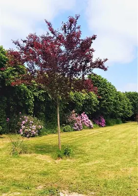 Jardin de l'établissement Le Domaine de la Férière