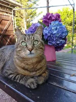 Animal ou animaux domestique(s) séjournant avec des clients dans l'établissement La Chevallerie - Exclusive tranquil oasis