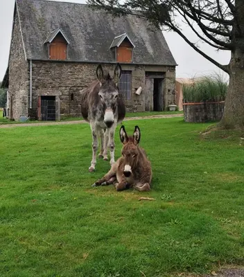 Animal ou animaux domestique(s) séjournant avec des clients dans l'établissement La Billardière Camping à la Ferme
