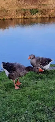 Animaux dans la maison de vacances ou à proximité