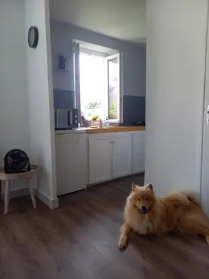 Animal ou animaux domestique(s) séjournant avec des clients dans l'établissement Maison Thalène