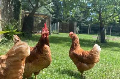 Animaux dans l'appartement ou à proximité