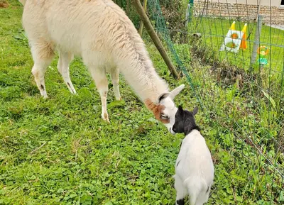 Animaux dans le B&B/chambre d'hôtes ou à proximité
