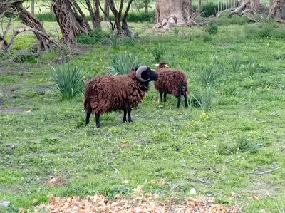 Animaux dans la villa ou à proximité