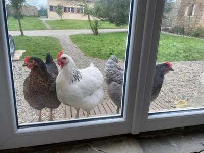 Animaux dans la maison de vacances ou à proximité