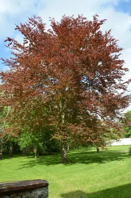 Jardin de l'établissement Le Hêtre Pourpre