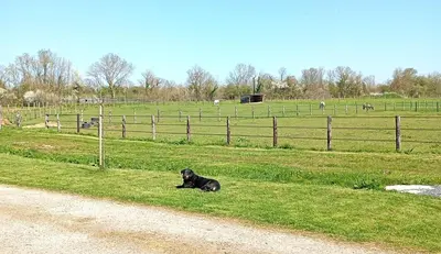 Animal ou animaux domestique(s) séjournant avec des clients dans l'établissement Le gîte du Galou
