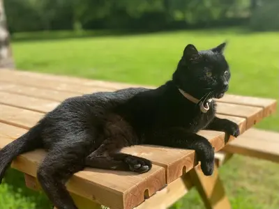 Animal ou animaux domestique(s) séjournant avec des clients dans l'établissement Les Pommiers d'Amfreville, Chambres d'hôtes & Table d'hôtes