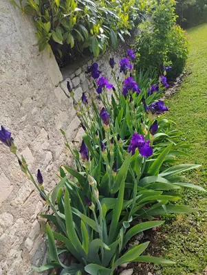 Jardin de l'établissement AU PARADIS DE BB
