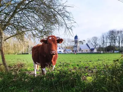 Animaux dans la maison de vacances ou à proximité