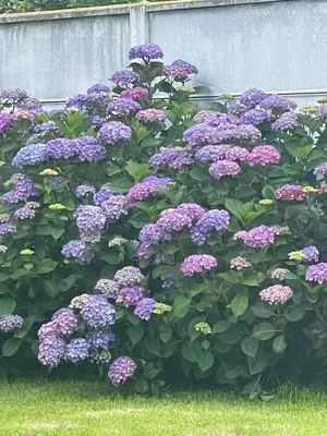 Jardin de l'établissement Villa les hortensias