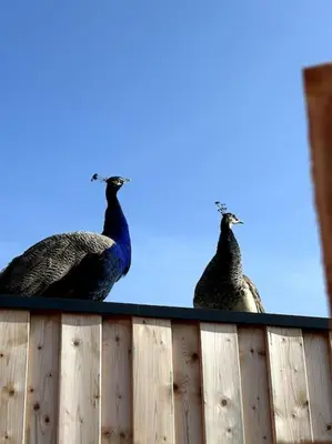 Animaux dans la maison de vacances ou à proximité