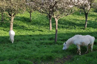 Animaux dans l'appartement ou à proximité