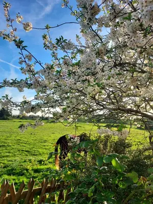 Jardin de l'établissement GITE LA BEAUTEE