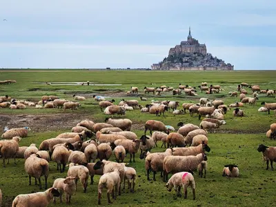 Animaux dans l'appartement ou à proximité