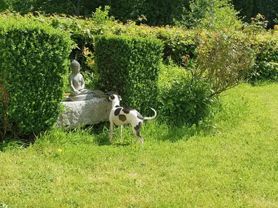 Animal ou animaux domestique(s) séjournant avec des clients dans l'établissement Château Normandy - Viking Heritage, Pet Friedly