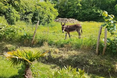Animaux dans la maison de vacances ou à proximité