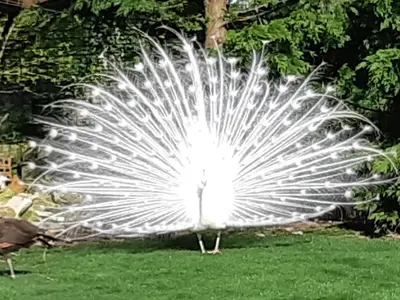 Jardin de l'établissement Gite isigny omaha