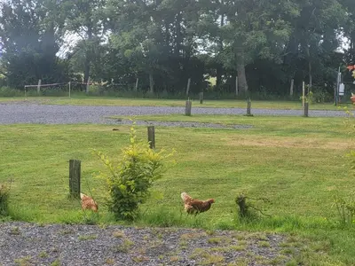 Animaux dans le camping ou à proximité