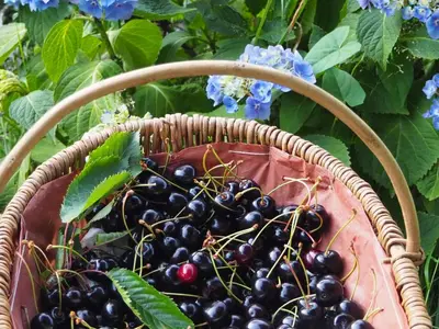 Jardin de l'établissement Chambre d'Hôtes de l'Île