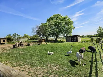 Animaux dans la maison de vacances ou à proximité