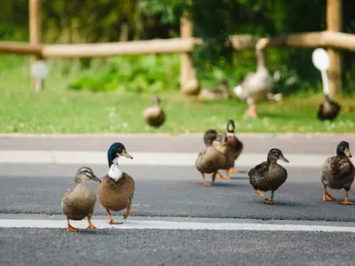 Animaux dans l'appartement ou à proximité