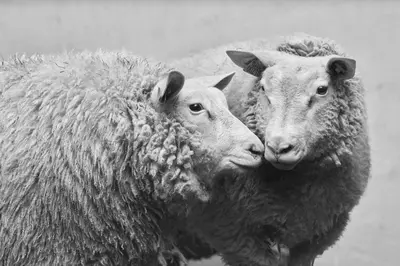 Animaux dans le B&B/chambre d'hôtes ou à proximité
