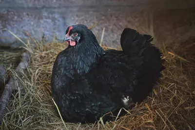 Animaux dans le B&B/chambre d'hôtes ou à proximité