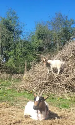 Animaux dans la maison d'hôtes ou à proximité