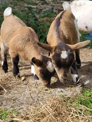 Animaux dans la maison d'hôtes ou à proximité