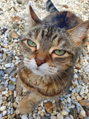 Animal ou animaux domestique(s) séjournant avec des clients dans l'établissement Gite Petite