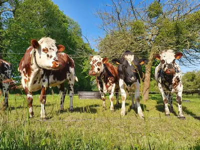 Animaux dans la maison de vacances ou à proximité