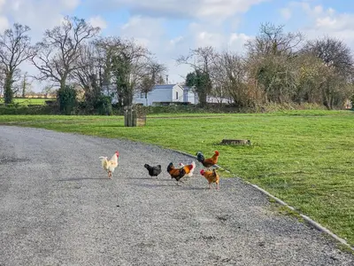 Animaux dans le camping ou à proximité