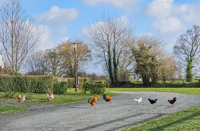 Animaux dans le camping ou à proximité