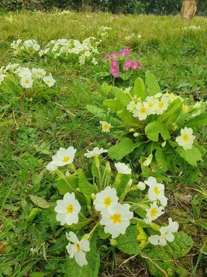 Jardin de l'établissement Chez Bob & Lulu