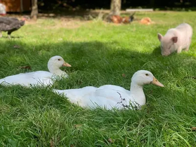 Animaux dans l'appartement ou à proximité