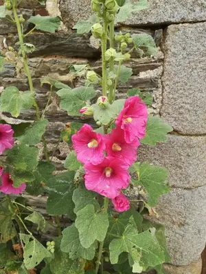Jardin de l'établissement Ferme de la Motte