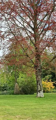 Jardin de l'établissement Château de Montmireil