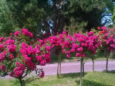 Jardin de l'établissement La Pomme Rouge