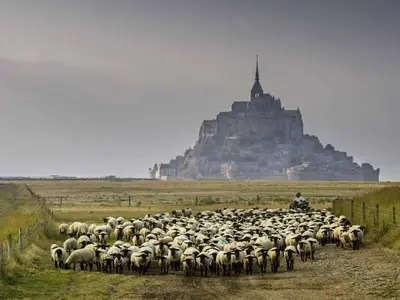 Animaux dans l'appartement ou à proximité