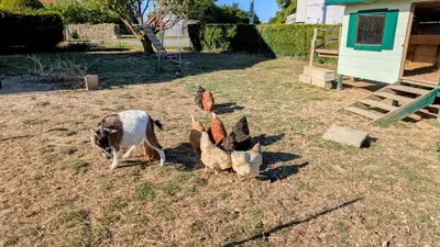 Animaux dans la maison de vacances ou à proximité