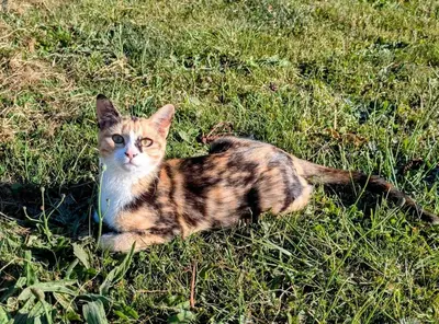 Animal ou animaux domestique(s) séjournant avec des clients dans l'établissement Les petites maisons dans la Monterie La Source