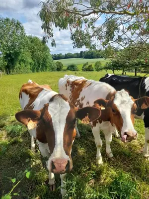 Animaux dans la maison d'hôtes ou à proximité