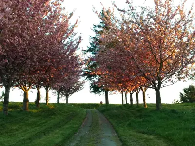 Jardin de l'établissement Cherry Tree Avenue