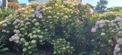 Jardin de l'établissement Maison traditionnelle en pierre - Penn'ti