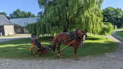 Animaux dans la ferme ou à proximité