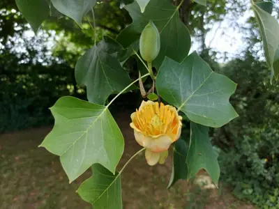 Jardin de l'établissement La Vergée