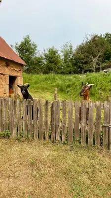 Animaux dans la maison de vacances ou à proximité