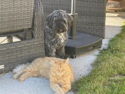 Animal ou animaux domestique(s) séjournant avec des clients dans l'établissement Les Forges